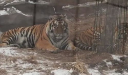 老虎视频,探索动物世界的神秘与魅力